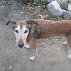 Подробнее об объявлении «Пропала собака кобель прошу помощи в поиске Голицыно (Московская обл.)» Фото: пропала собака  «Пропала собака кобель прошу помощи в поиске...» в г. Голицыно (Московская обл.)