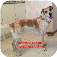 Подробнее об объявлении «Пропала собака метис, девочка. на белом фоне крап, пятна Москва» Фото: пропала собака  «Пропала собака метис, девочка. на белом фоне...» в г. Москва