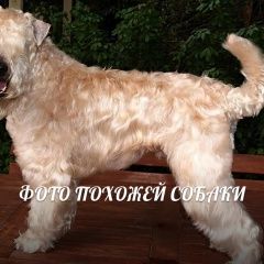 Подробнее об объявлении «Пропала собака пшеничный терьер Санкт-Петербург» Фото: пропала собака Пшеничный мягкошерстный терьер «Пропала собака пшеничный терьер Санкт-Петербург» в г. Санкт-Петербург