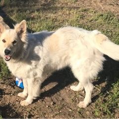 Подробнее об объявлении «Пропала собака д.горчаково пос. первомайское г.москва Троицк» Фото: пропала собака  «Пропала собака д.горчаково пос. первомайское...» в г. Троицк