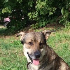 Подробнее об объявлении «Пропала собака кобель Самара» Фото: пропала собака  «Пропала собака кобель Самара» в г. Самара