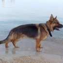 Подробнее об объявлении «Керчь Пропала собака кобель» Фото: пропала собака Немецкая овчарка «Керчь Пропала собака кобель» в г. Керчь