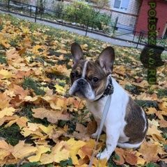 Подробнее об объявлении «Пропала собака Санкт-Петербург» Фото: пропала собака Французский бульдог «Пропала собака Санкт-Петербург» в г. Санкт-Петербург