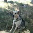 Подробнее об объявлении «Саки Пропала собака кобель» Фото: пропала собака  «Саки Пропала собака кобель» в г. Саки