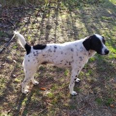 Подробнее об объявлении «Пропала собака кобель Саки» Фото: пропала собака  «Пропала собака кобель Саки» в г. Саки