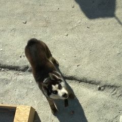 Подробнее об объявлении «Анапа Пропала собака кобель хаски» Фото: пропала собака Сибирская хаски «Анапа Пропала собака кобель хаски» в г. Анапа