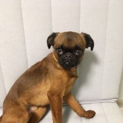 Подробнее об объявлении «Пропала собака кобель пти-брабансон рыжий Санкт-Петербург» Фото: пропала собака Пти-брабансон «Пропала собака кобель пти-брабансон рыжий...» в г. Санкт-Петербург