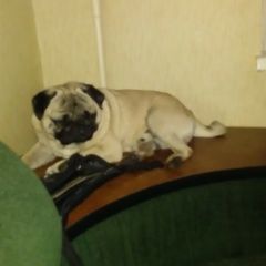 Подробнее об объявлении «Подольск Пропала собака кобель» Фото: пропала собака Мопс «Подольск Пропала собака кобель» в г. Подольск
