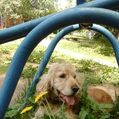 Подробнее об объявлении «Нарофоминск Пропала собака кобель на снт заря.» Фото: пропала собака Английский кокер-спаниель «Нарофоминск Пропала собака кобель на снт заря.» в г. Нарофоминск