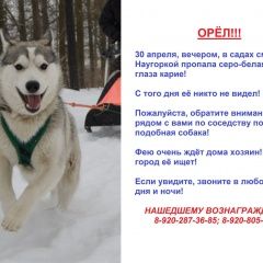 Подробнее об объявлении «Пропала собака ищем фейку  Орел» Фото: пропала собака Сибирская хаски «Пропала собака ищем фейку  Орел» в г. Орел