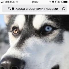 Подробнее об объявлении «Пропала собака кобель 07.05.18 хаска кобель 4 года с разными г Орел» Фото: пропала собака  «Пропала собака кобель 07.05.18 хаска кобель 4...» в г. Орел