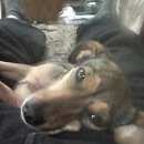 Подробнее об объявлении «Пропала собака любимая собака. Нижний Новгород» Фото: пропала собака Такса «Пропала собака любимая собака. Нижний Новгород» в г. Нижний Новгород