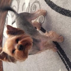 Подробнее об объявлении «Пропала собака кобель Смоленск» Фото: пропала собака Йоркширский терьер «Пропала собака кобель Смоленск» в г. Смоленск