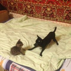 Подробнее об объявлении «Пропала собака 7 мая в районе 102 кварта Ангарск» Фото: пропала собака  «Пропала собака 7 мая в районе 102 кварта Ангарск» в г. Ангарск