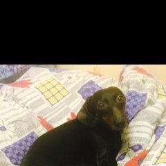 Подробнее об объявлении «Пропала собака Санкт-Петербург» Фото: пропала собака Такса «Пропала собака Санкт-Петербург» в г. Санкт-Петербург