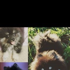 Подробнее об объявлении «Пропала собака кобель Санкт-Петербург» Фото: пропала собака Померанский шпиц «Пропала собака кобель Санкт-Петербург» в г. Санкт-Петербург