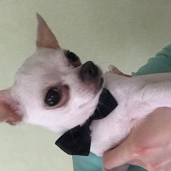 Подробнее об объявлении «Малаховка Пропала собака кобель» Фото: пропала собака Чихуахуа «Малаховка Пропала собака кобель» в г. Малаховка