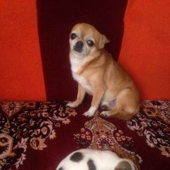 Подробнее об объявлении «Пропала собака кобель чихуа Самара» Фото: пропала собака Чихуахуа «Пропала собака кобель чихуа Самара» в г. Самара