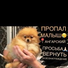 Подробнее об объявлении «Волгоград Пропала собака» Фото: пропала собака Померанский шпиц «Волгоград Пропала собака» в г. Волгоград