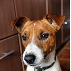 Подробнее об объявлении «Алупка Пропала собака кобель» Фото: пропала собака Джек рассел терьер «Алупка Пропала собака кобель» в г. Алупка