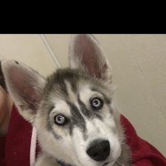 Подробнее об объявлении «Уфа Пропала собака кобель» Фото: пропала собака Сибирская хаски «Уфа Пропала собака кобель» в г. Уфа