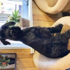 Подробнее об объявлении «Пропала собака кобель Звенигород» Фото: пропала собака Ризеншнауцер «Пропала собака кобель Звенигород» в г. Звенигород