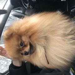 Подробнее об объявлении «Пропала собака кобель жорик Санкт-Петербург» Фото: пропала собака Немецкий шпиц «Пропала собака кобель жорик Санкт-Петербург» в г. Санкт-Петербург