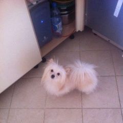 Подробнее об объявлении «Пропала собака кобель маленьки, светлого цвета, похож на шпица Санкт-Петербург» Фото: пропала собака  «Пропала собака кобель маленьки, светлого цвета,...» в г. Санкт-Петербург