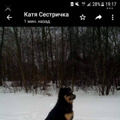 Подробнее об объявлении «Апрелевка Пропала собака кобель.кличка вальтер» Фото: пропала собака  «Апрелевка Пропала собака кобель.кличка вальтер» в г. Апрелевка