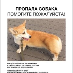 Подробнее об объявлении «Пропала собака Москва» Фото: пропала собака Вельш корги «Пропала собака Москва» в г. Москва