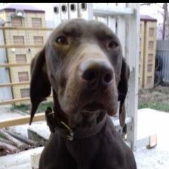 Подробнее об объявлении «Ставрополь Пропала собака сука курцхаара» Фото: пропала собака Курцхаар «Ставрополь Пропала собака сука курцхаара» в г. Ставрополь