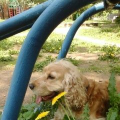 Подробнее об объявлении «Нарофоминск Пропала собака кобель кокер спаниель.» Фото: пропала собака Английский кокер-спаниель «Нарофоминск Пропала собака кобель кокер спаниель.» в г. Нарофоминск