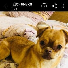 Подробнее об объявлении «Пропала собака кобель Саратов» Фото: пропала собака Чихуахуа «Пропала собака кобель Саратов» в г. Саратов
