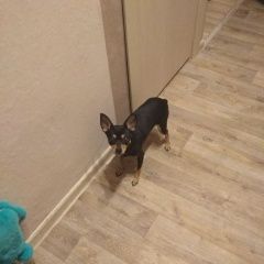 Подробнее об объявлении «Пропала собака Электросталь» Фото: пропала собака Русский той-терьер «Пропала собака Электросталь» в г. Электросталь