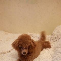 Подробнее об объявлении «Пропала собака кобель карликовый пудель. Санкт-Петербург» Фото: пропала собака Пудель «Пропала собака кобель карликовый пудель....» в г. Санкт-Петербург