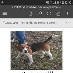Подробнее об объявлении «Пропала собака внимание  помогите найти  Орехово-Зуево» Фото: пропала собака Бигль «Пропала собака внимание  помогите найти...» в г. Орехово-Зуево
