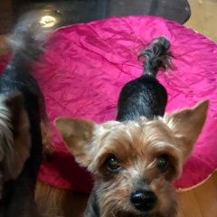 Подробнее об объявлении «Электроугли Пропала собака кобель» Фото: пропала собака Йоркширский терьер «Электроугли Пропала собака кобель» в г. Электроугли