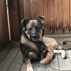 Подробнее об объявлении «Пропала собака кобель помогите найти ричи Можайск» Фото: пропала собака  «Пропала собака кобель помогите найти ричи Можайск» в г. Можайск