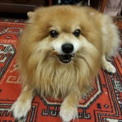 Подробнее об объявлении «Пропала собака кобель шпиц. слепой. Зубцов» Фото: пропала собака Немецкий шпиц «Пропала собака кобель шпиц. слепой. Зубцов» в г. Зубцов
