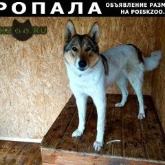 Подробнее об объявлении «Пропала собака породы лайка Оренбург» Фото: пропала собака  «Пропала собака породы лайка Оренбург» в г. Оренбург