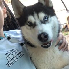 Подробнее об объявлении «Нарофоминск Пропала собака кобель» Фото: пропала собака Сибирская хаски «Нарофоминск Пропала собака кобель» в г. Нарофоминск