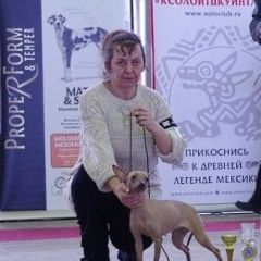 Подробнее об объявлении «Пропала собака Клин» Фото: пропала собака  «Пропала собака Клин» в г. Клин