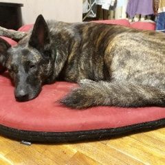 Подробнее об объявлении «Пропала собака Санкт-Петербург» Фото: пропала собака Голландская овчарка (хердер) «Пропала собака Санкт-Петербург» в г. Санкт-Петербург