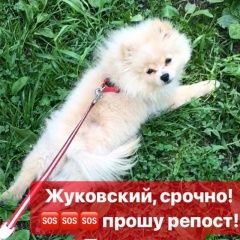Подробнее об объявлении «Жуковский Пропала собака кобель» Фото: пропала собака  «Жуковский Пропала собака кобель» в г. Жуковский