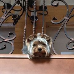 Подробнее об объявлении «Пропала собака кобель Санкт-Петербург» Фото: пропала собака Йоркширский терьер «Пропала собака кобель Санкт-Петербург» в г. Санкт-Петербург