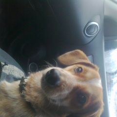 Подробнее об объявлении «Пропала собака Санкт-Петербург» Фото: пропала собака  «Пропала собака Санкт-Петербург» в г. Санкт-Петербург