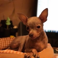 Подробнее об объявлении «Пропала собака Москва» Фото: пропала собака Той-терьер «Пропала собака Москва» в г. Москва