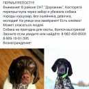 Подробнее об объявлении «Пропала собака курцхар, девочка. Пермь» Фото: пропала собака Курцхаар «Пропала собака курцхар, девочка. Пермь» в г. Пермь