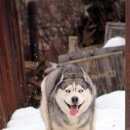 Подробнее об объявлении «Нарофоминск Пропала собака» Фото: пропала собака Сибирская хаски «Нарофоминск Пропала собака» в г. Нарофоминск