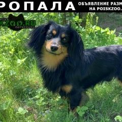 Подробнее об объявлении «Пропала собака кобель Солнечногорск» Фото: пропала собака Такса «Пропала собака кобель Солнечногорск» в г. Солнечногорск